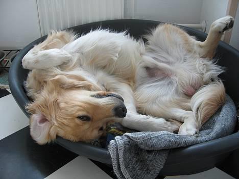 Golden retriever Mario - Orkede simpelthen ikke at stille op til fotograf endnu engang, så gik i protest, hehe billede 14