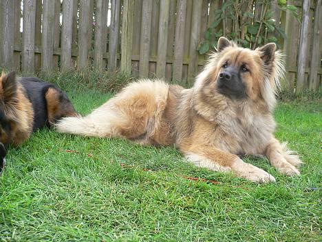 Eurasier  Chanti - Skønne Chanti dreng billede 16