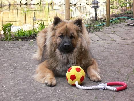 Eurasier  Chanti - Chanti med sin fødselsdag`s gave.. han passer godt på den. billede 17