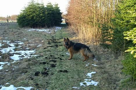 Schæferhund vicktor billede 10