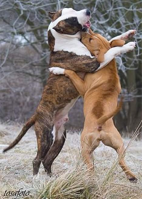 Amerikansk staffordshire terrier Wido Swoboda - Vi danser tango tango tango:)) (Wido og Tikki) billede 18