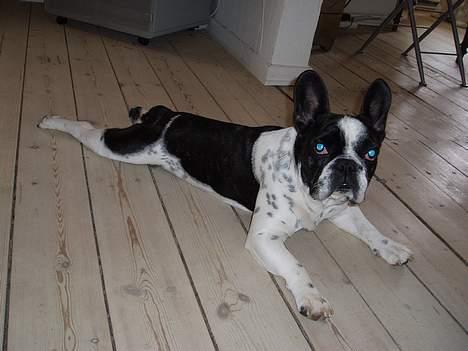 Fransk bulldog Zeus R.I.P billede 15