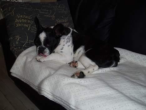 Fransk bulldog Zeus R.I.P billede 16