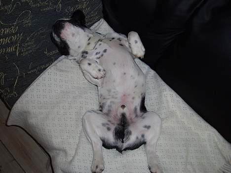 Fransk bulldog Zeus R.I.P billede 17