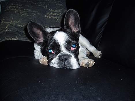 Fransk bulldog Zeus R.I.P billede 18