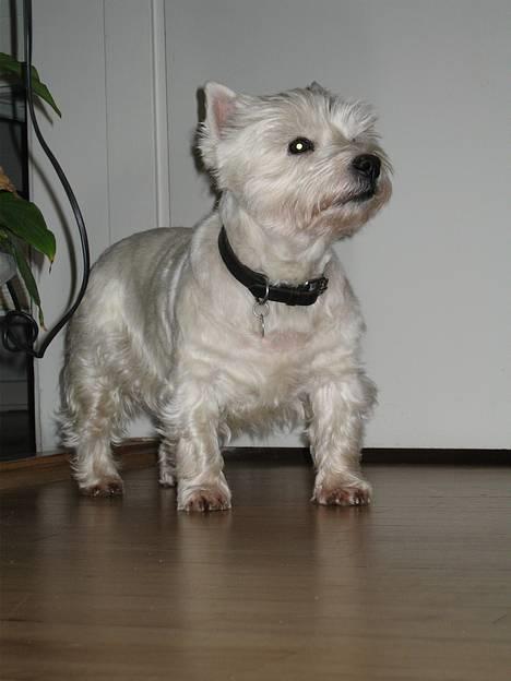 West highland white terrier Tony billede 10