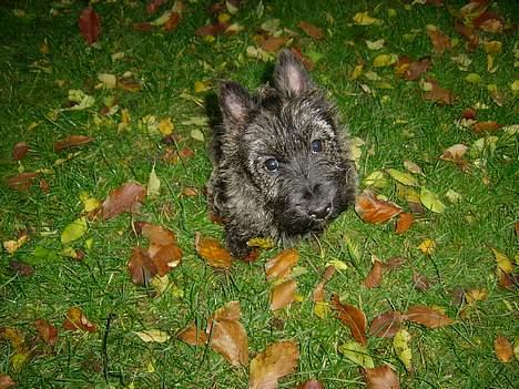 Skotsk terrier Felicia - Felicia en 3-4 måneder gammel.. dette billede vandt vi en foto konkurrence med.. billede 1