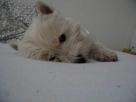 West highland white terrier Tony billede 11