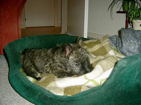 Skotsk terrier Felicia - mmmm, dejlig kurv storebror har... billede 2