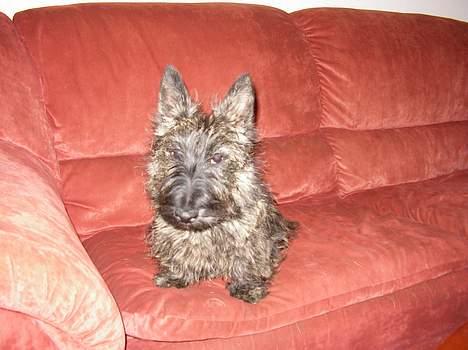 Skotsk terrier Felicia - hva laver du hele tiden med det kamera???.... billede 3
