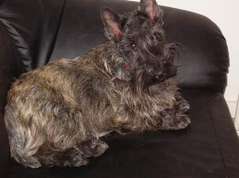 Skotsk terrier Felicia - ja sådan ser jeg ud nu..... billede 4