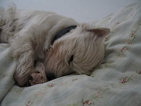 West highland white terrier Tony billede 13