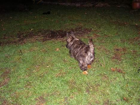 Skotsk terrier Felicia - felicia på natte-tur i haven... billede 5