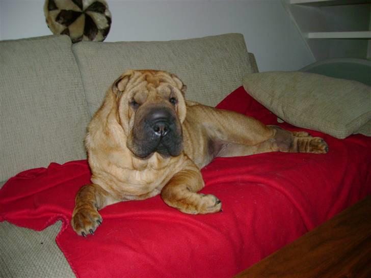 Shar pei China House Zarabi *DØD* - Puha, der er varmt! billede 1