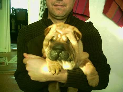 Shar pei China House Zarabi *DØD* - Her er hun også helt ny! billede 2