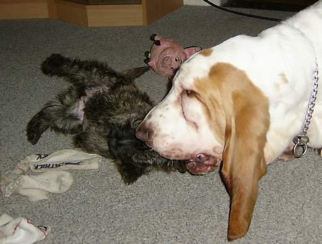 Skotsk terrier Felicia - se hva jeg tør... stikke hele hovedet ind i munden på storebror!!... billede 6