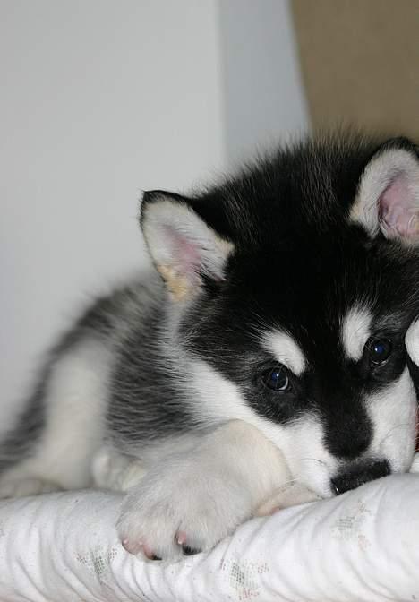 Alaskan malamute Chinuq billede 3
