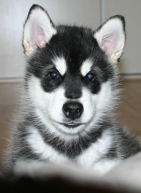 Alaskan malamute Chinuq - se mor - er jeg ikke sød.....gir du en godbid? billede 4