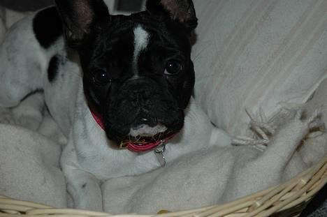 Fransk bulldog Alberte (Bobine's Tammi) billede 2