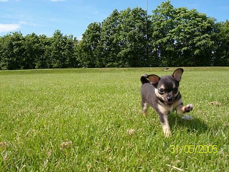 Chihuahua Zimba - Her er Zimba omkring de ti uger  billede 1