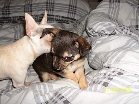 Chihuahua Zimba - der er mig og min Storebror Gosha som også er herinde billede 3