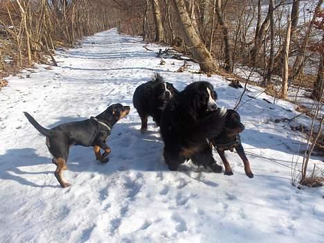 Rottweiler Maja * Himmelhund 2018 * - Jeg vil også være med!!! billede 19