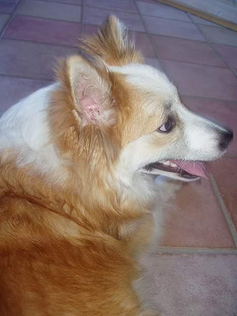 Islandsk fårehund Cody  billede 1