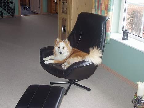 Islandsk fårehund Cody  billede 2