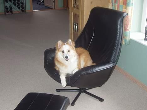 Islandsk fårehund Cody  billede 3