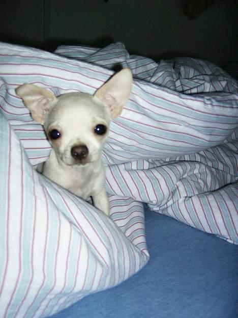 Chihuahua Gosha - her er Gosha  der skal til at sove billede 1