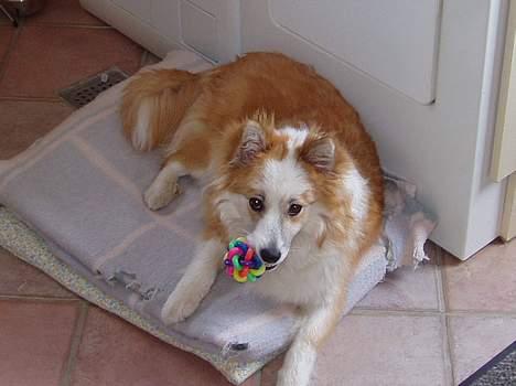 Islandsk fårehund Cody  billede 4