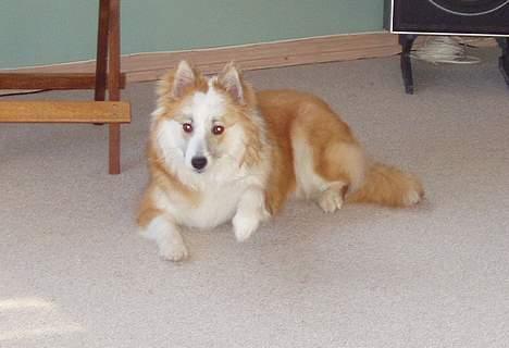 Islandsk fårehund Cody  billede 5