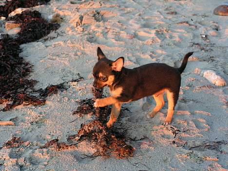 Chihuahua Zimba - Jeg er en lille laban  billede 5