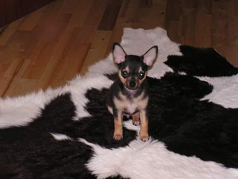 Chihuahua Zimba - så tag det billed mor billede 6