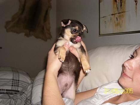 Chihuahua Zimba - er lidt lækkersulten billede 7