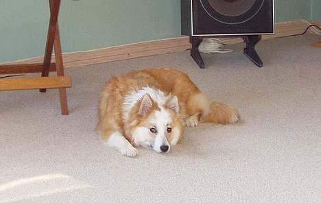 Islandsk fårehund Cody  billede 6