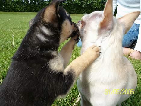 Chihuahua Zimba - Skal ha et kys storebror billede 8