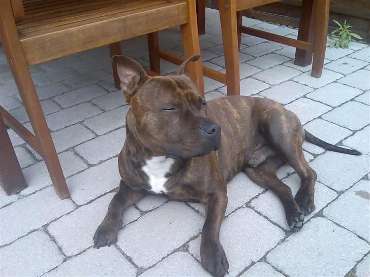 Staffordshire bull terrier "Zezar"   - *Nyt* billede 1