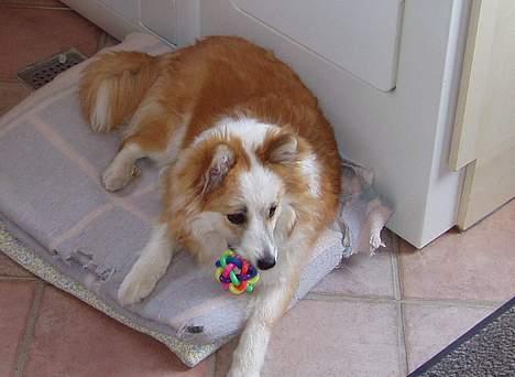 Islandsk fårehund Cody  billede 7