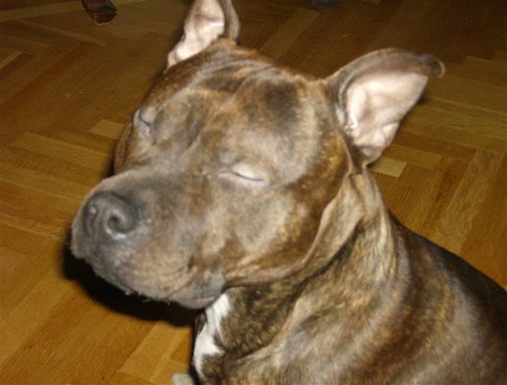 Staffordshire bull terrier "Zezar"   billede 2