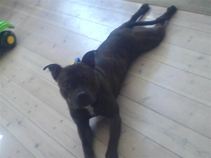 Staffordshire bull terrier "Zezar"   billede 3