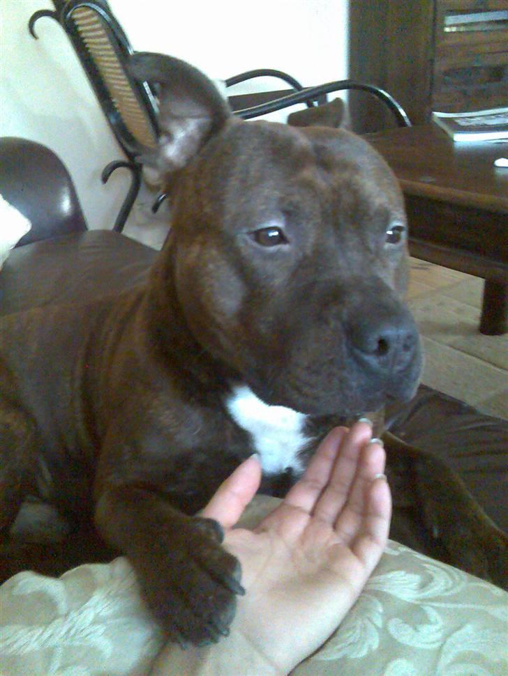 Staffordshire bull terrier "Zezar"   billede 4
