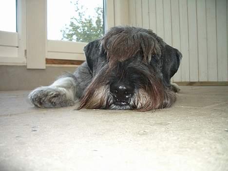 Mellemschnauzer Indy billede 1