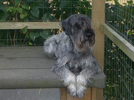 Mellemschnauzer Indy billede 2