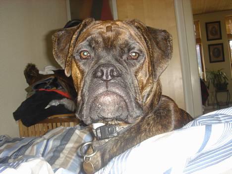 Boxer Bastian - Bare mor ikke opdager, hvor jeg har sneget mig hen. Jeg er her 7½ måned. billede 1