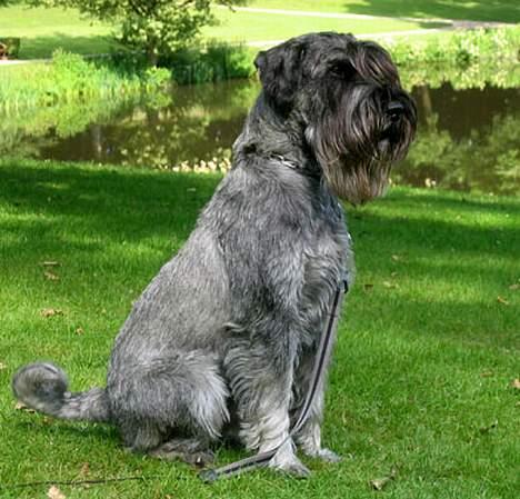 Mellemschnauzer Indy billede 3