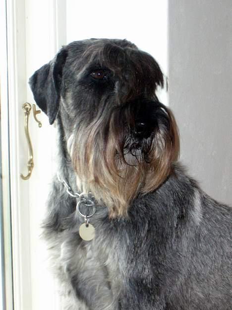 Mellemschnauzer Indy billede 4