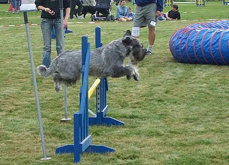 Mellemschnauzer Indy billede 5