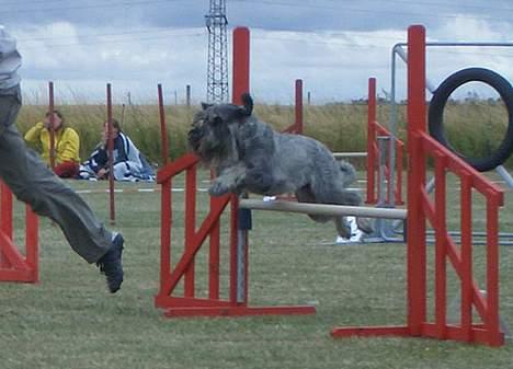 Mellemschnauzer Indy billede 6