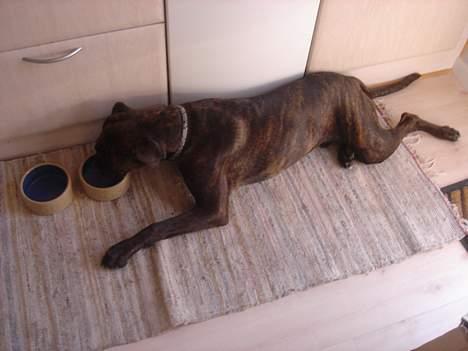 Boxer Bastian - Jeg er træt, men meget tørstig. billede 2